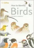 How to Identify Birds