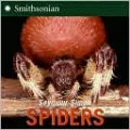 Spiders