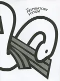 The Respiratory System