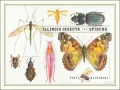 Illinois Insects and Spiders