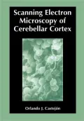 Scanning Electron Microscopy Of Cerebellar Cortex