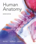 Human Anatomy