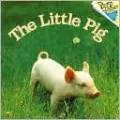 Little Pig