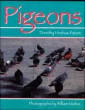 Pigeons