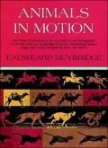 Animals in Motion
