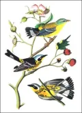 Audubon Bird Notebook