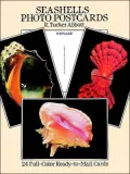Seashells Photo Postcards : 24 Full-Colour Ready-to-Mail Cards