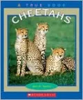 Cheetahs