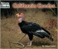 California Condor
