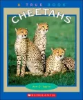 Cheetahs