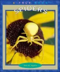 Spiders