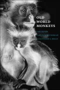 Old World Monkeys