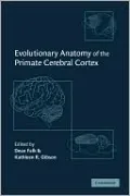 Evolutionary Anatomy of the Primate Cerebral Cortex