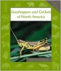 Grasshoppers and Crickets of North America