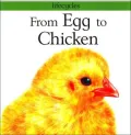 From Egg to Chicken