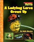 A Ladybug Larva Grows Up
