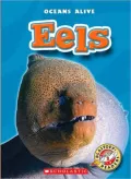 Eels