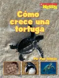 Como crece una tortuga/A Turtle Hatchling Grows Up