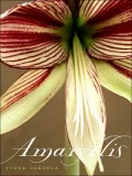 Amaryllis