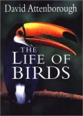 The Life of Birds