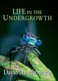 Life in the Undergrowth