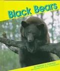Black Bears