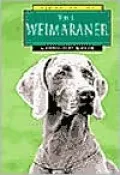 Weimaraner