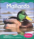 Mallards (Wetland Animals Series)