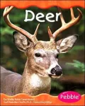 Woodland Animals: Deer