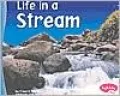 Life in a Stream