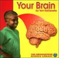 Your Brain