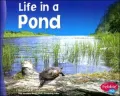 Life in a Pond
