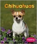 Chihuahuas
