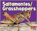Saltamontes