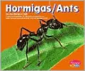 Hormigas/ Ants