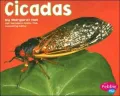 Cicadas