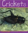 Crickets