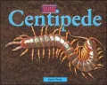 Centidpede
