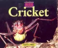 Crickets