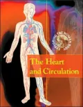 The Heart and Circulation