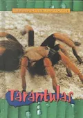 Tarantulas