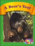 A Bear's Year