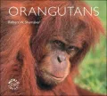 Orangutans
