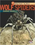 Wolf Spiders: Mothers on Guard