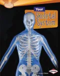 Your Skeletal System