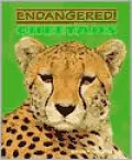 Cheetahs
