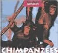 Chimpanzees