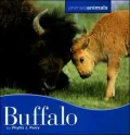 Buffalo