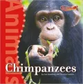 Chimpanzees