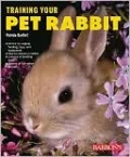 Training Your Pet Rabbit